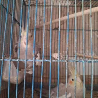 ۳ عدد عروس هلندی سخنگو|پرنده|اسلامشهر, شهرک توحید|دیوار