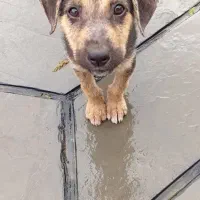 واگذاری سگ ماده|سگ|نوشهر, |دیوار