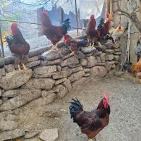 خروس فروشی به شرط سلامت کم سن و درشت