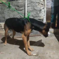 فروش سگ دوبرمن اهلی قسمتش هم 15ملیون