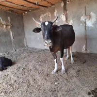 گاو وگوساله