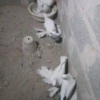 کبوتر توهلو|پرنده|آذرشهر, |دیوار