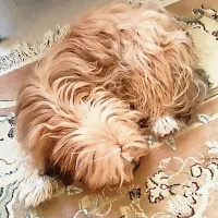 شیتزو میکس ۷ ماهه باهوش فروشی|سگ|پرند, فاز ۶|دیوار