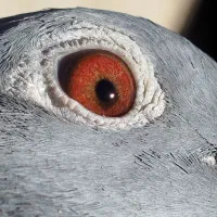 پلاکی نر ماده|پرنده|الیگودرز, |دیوار