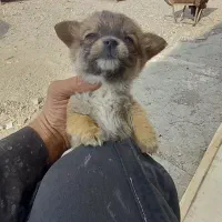 سگ پاکوتاه ۵ ماهه.