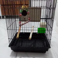 قفس پرنده برای عروس. کاسکو. مینا.