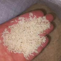 برنج هاشمی صومعه سرا