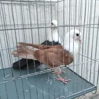 کبوتر کله سفید ،کربلایی