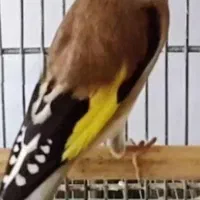 سهره  قناری دهن لر