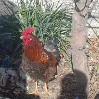 خروس درجه یک