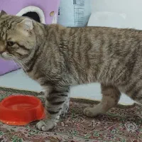 اسکاتیش نر|گربه|کرج, عظیمیه|دیوار