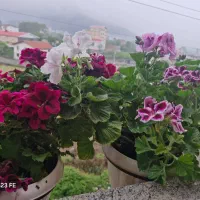 جاگلدانی|صنایع دستی و سایر لوازم تزئینی|تالش, هشتپر|دیوار