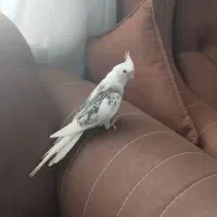 عروس هلندی|پرنده|مشهد, شهرک مهرگان|دیوار