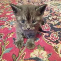 بچه گربه میکس بریتیش (مادر) دی اس اچ زرد تبی پدر|گربه|شیراز, ارم|دیوار