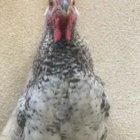 خروس آمروک