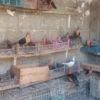 فروش کبوتر طوقی و ارشینگل در شهر جم