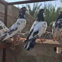 کبوتر پاکستانی|پرنده|میناب, |دیوار