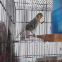 قناری (معاوضه)|پرنده|سبزوار, قصبه اب یمین|دیوار