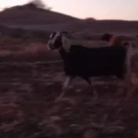 بز جمل|حیوانات مزرعه|تربت جام, میان جام|دیوار