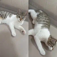 واگذاری رایگان گربە خانگی