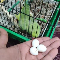 طوطی ملنگو ۳ساله