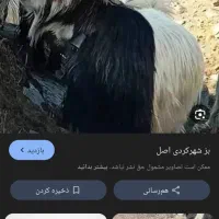 فروش بز