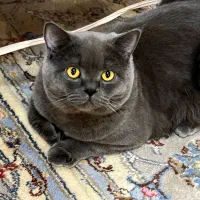 واگذاری گربه|گربه|قزوین, |دیوار