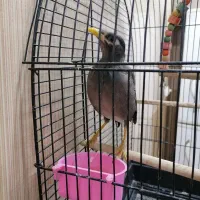 جوجه مرغ مینا|پرنده|قم, نیروگاه|دیوار