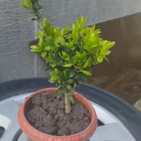 درخچه  بنسای