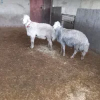 گوسفند|حیوانات مزرعه|باوی, |دیوار