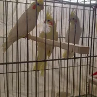 عروس هلندی لوتینو|پرنده|کرمان, |دیوار