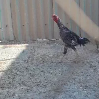 خروس .مرغ لاری