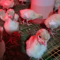 جوجه|حیوانات مزرعه|کلاله, |دیوار