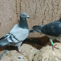 پلاکی|پرنده|اردل, |دیوار