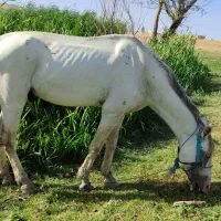 اسب اخته سواری و باری