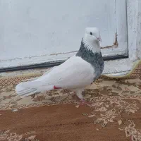 نر طوق الماسی مهر|پرنده|کرمانشاه, |دیوار