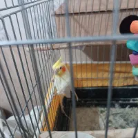 عروس هلندی|پرنده|بهارستان, |دیوار