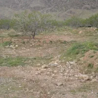 فروش 4هکتار زمین انجیر 2ساله