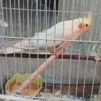 عروس هلندی