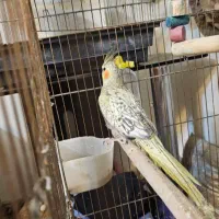 عروس هلندی مرواریدی کشیده