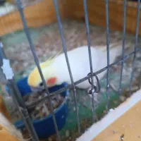 عروس هلندی|پرنده|میناب, |دیوار