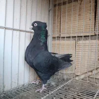 نر زاغ آبادانی|پرنده|اصفهان, ارداجی|دیوار