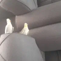 عروس هلندی نر و ماده