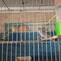 ۱عددمرغ عشق نر|پرنده|قم, شهرک مهدیه (مدرس)|دیوار