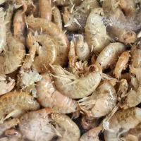 گاماروس خشک (سوپرگرید)|ماهی|اصفهان, دوطفلان|دیوار