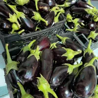 نیرو خانم برای محیطی کاملا زنانه|استخدام خدمات فروشگاه و رستوران|تهران, اوقاف|دیوار