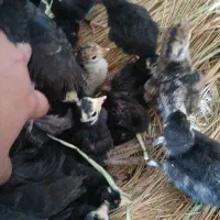 جوجه بوقلمون