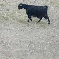 گوسفند فروشی