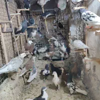 کفتر کبوتر بوم شهرستانی|پرنده|مشهد, شهید معقول|دیوار
