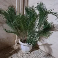 درختچه زینتی سیکاس